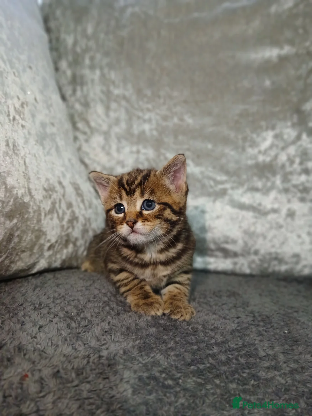 Turkish Angora cats for sale: Turkish angora - Advert 2