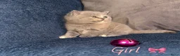 British Shorthair cats for sale: GCCF REGISTERED BRITISH SHORTHAIRS - Advert 13