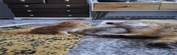 Persian cats for sale: PURE PERSIAN SILVER TIPPED BOY - Advert 1