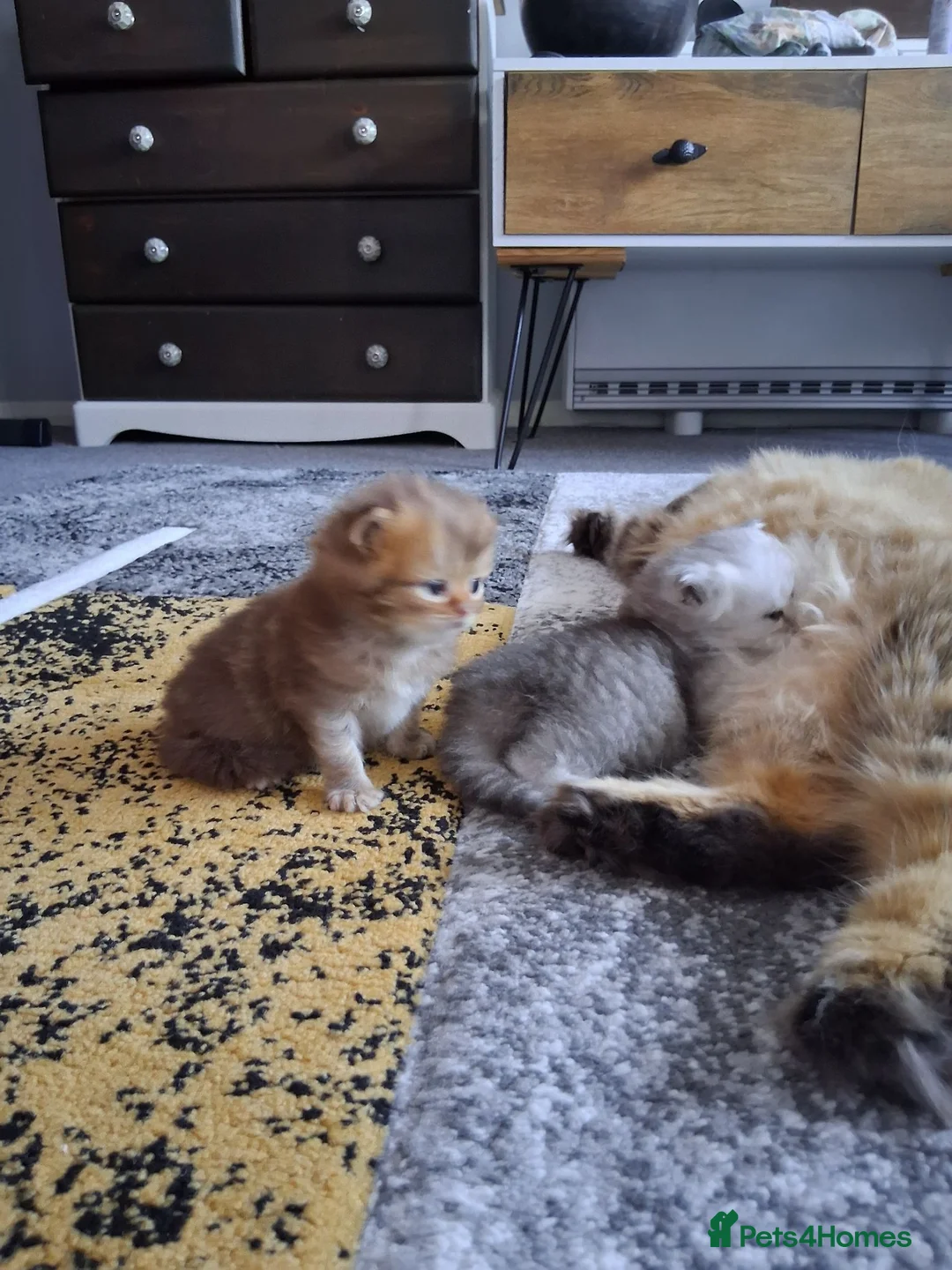 Persian cats for sale: PURE PERSIAN SILVER TIPPED BOY - Advert 1