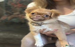 Mixed Breed dogs for sale: pug x Russian pom girl  - Image 1