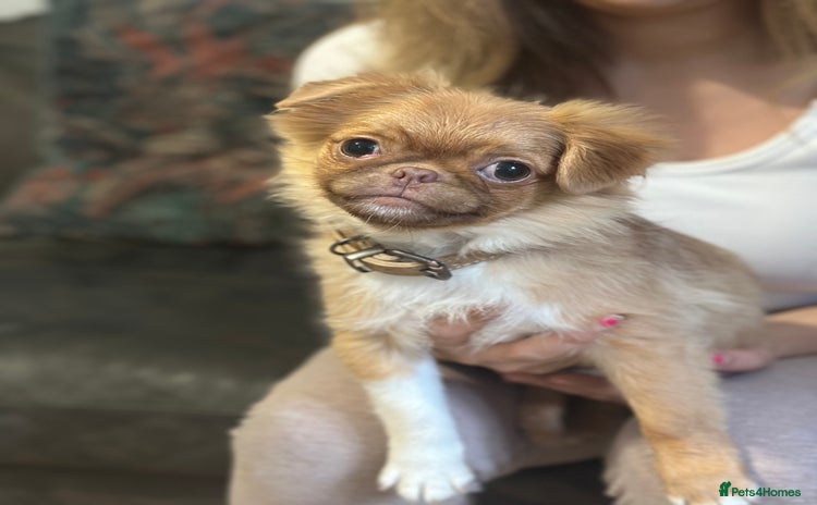 Mixed Breed dogs - Advert 2