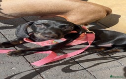 Dachshund dogs for sale: Miniature dachshund  - Image 7