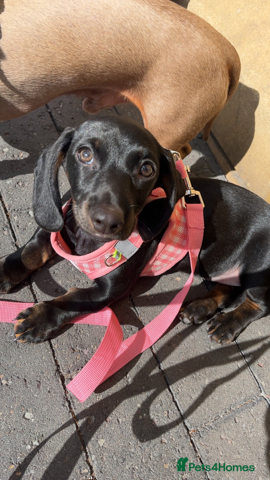 Dachshund dogs for sale: Miniature dachshund  - Image 7