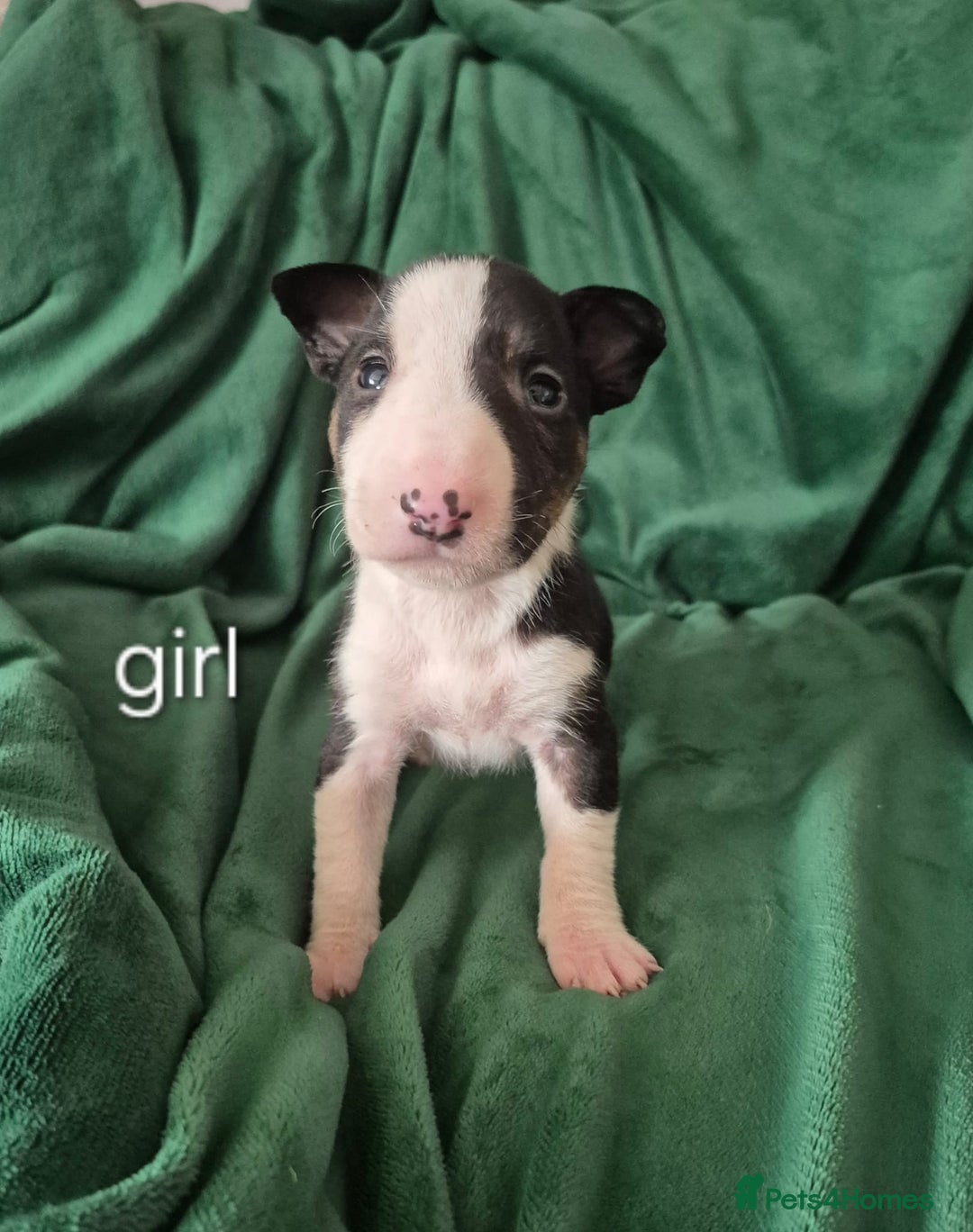 English Bull Terrier dogs for sale: Ready to leave now 7 English Bullterrier puppys - Image 14
