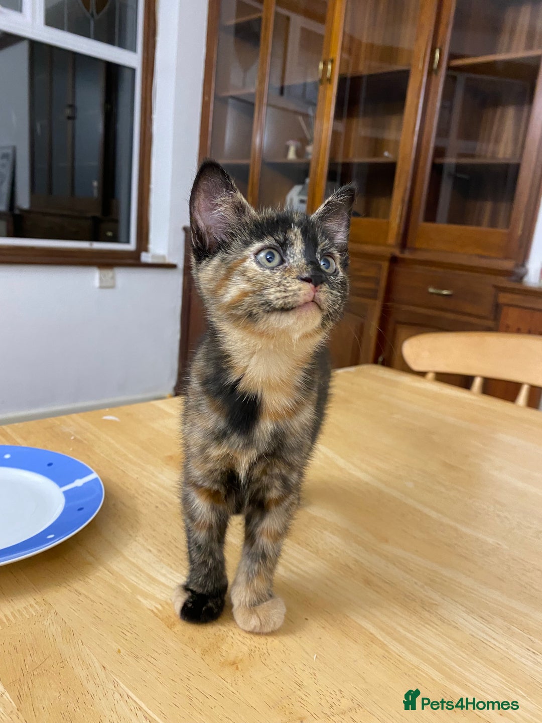 Mixed Breed cats for sale: One tortoiseshell female left, ready now  - Advert 3