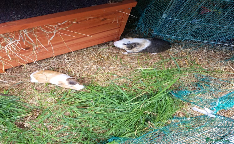 Guinea Pig rodents in Northwich - Advert 7