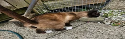Snowshoe cats for sale: Retired breeding snowshoe looking for forever home - Advert 5