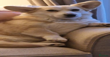 Welsh Corgi Pembroke dogs Exceptional Corgi Puppies ready soon - Advert 5