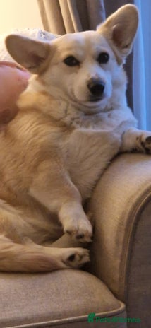 Welsh Corgi Pembroke dogs Exceptional Corgi Puppies ready soon - Advert 1