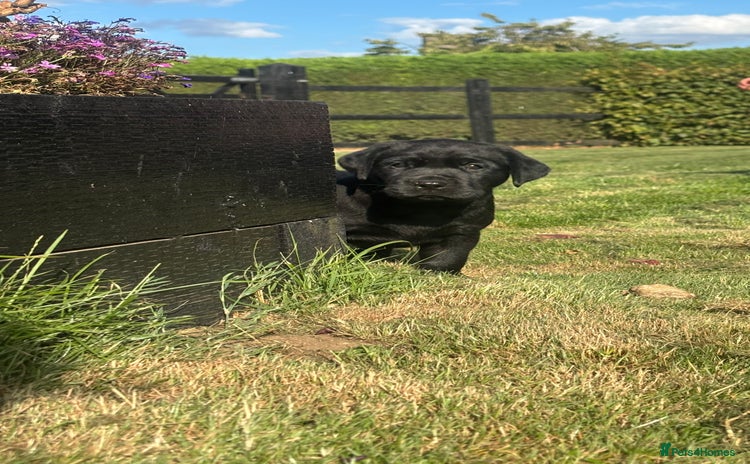 Labrador Retriever dogs - Advert 2