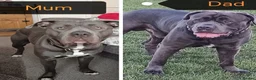 Cane Corso dogs for sale: 💎Cane Corso Pup,💎 READY TO GO 💎 - Advert 2