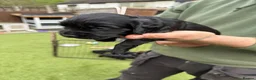 Cocker Spaniel dogs for sale: 4 beautiful cocker spaniel girls left for sale  - Advert 10