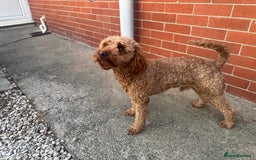 Cockapoo dogs for sale: F1 Cockapoo puppies  - Image 18
