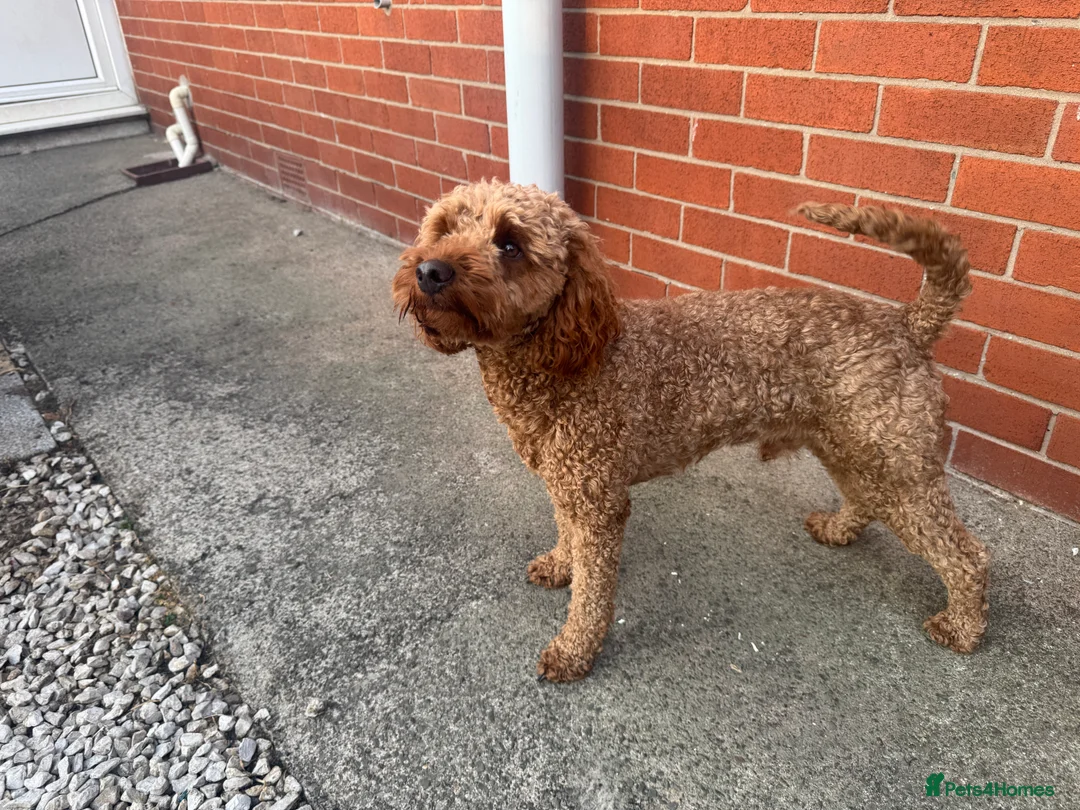 Cockapoo dogs for sale: Cockapoo Puppy  - Advert 18