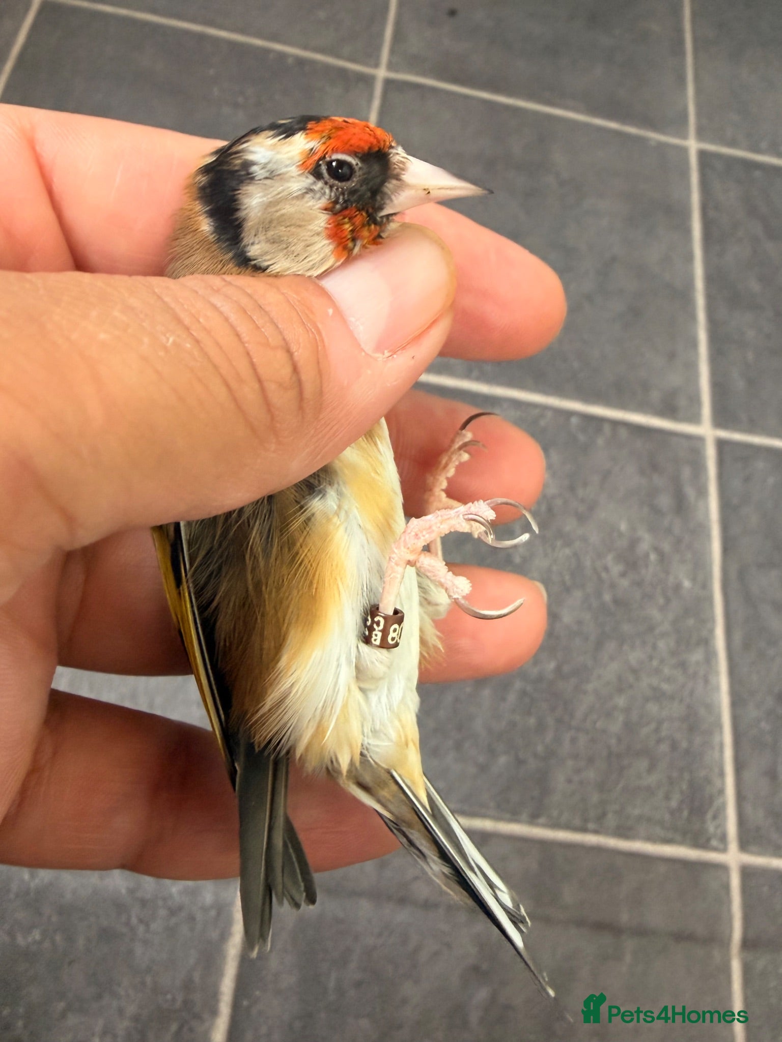 Canaries birds 2024 bbc ring goldfinch hen proven first round  - Advert 13