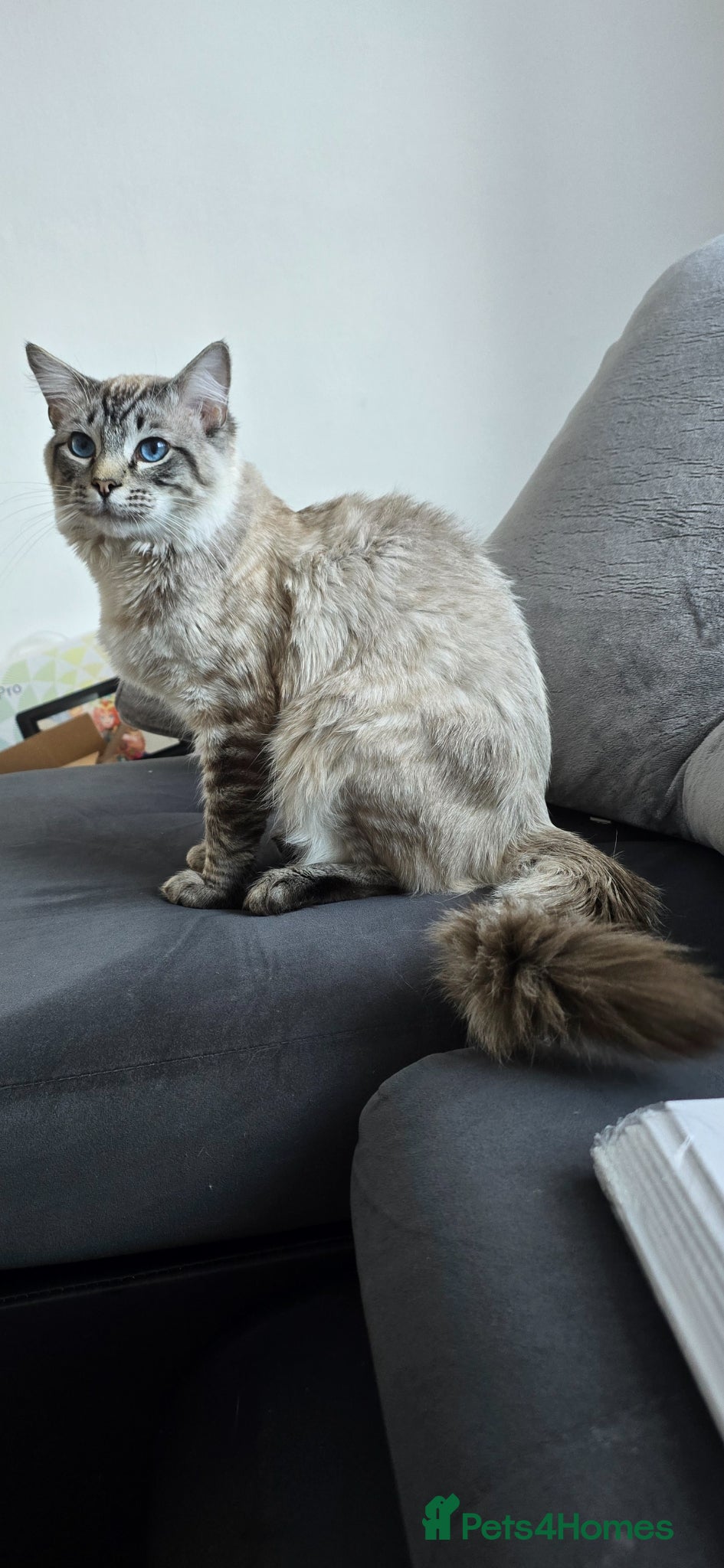 Ragdoll cats for sale: Beautiful Ragdoll kittens  in Port Talbot - Advert 3