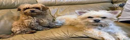 Mixed Breed dogs for sale: Yorkipoos - Advert 3