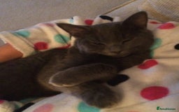 British Shorthair cats for sale: Blue British Shorthair - Image 3