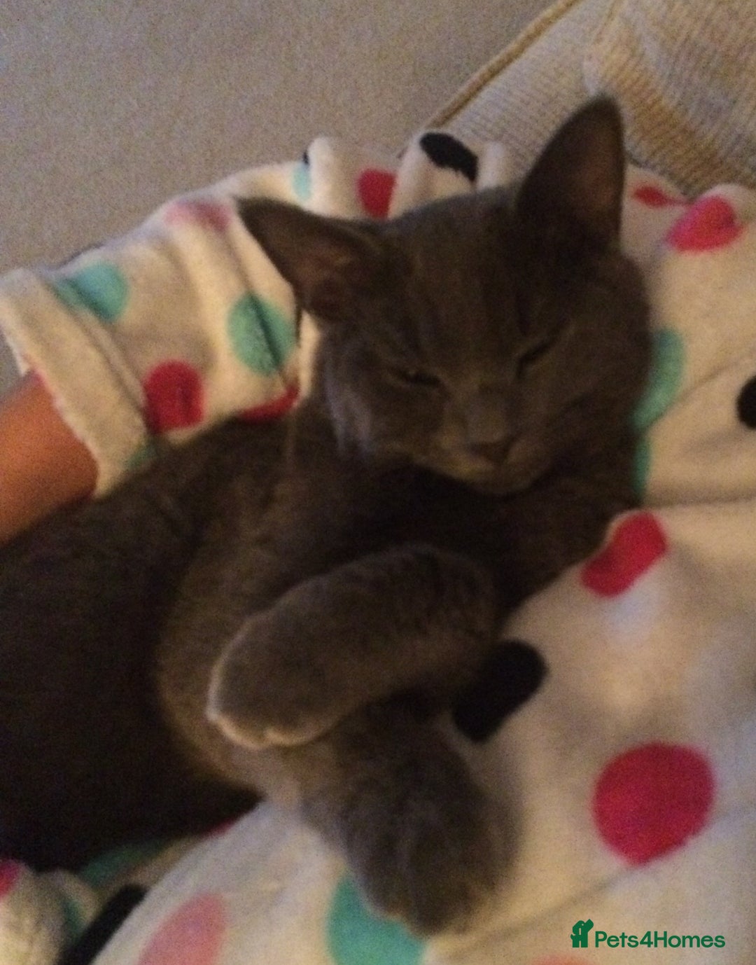 British Shorthair cats for sale: Blue British Shorthair - Image 3