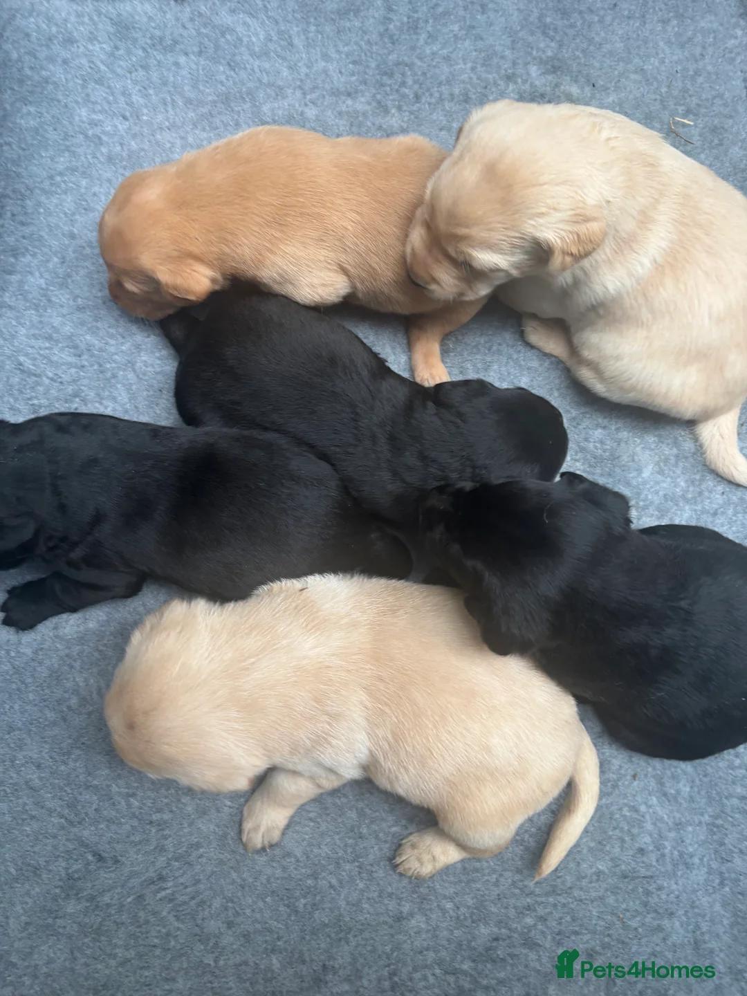 Labrador Retriever dogs for sale: Extensively health tested labrador puppies - Advert 5