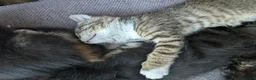 Mixed Breed cats for sale: 4 beautiful kittens ready to go in Braintree - Advert 2