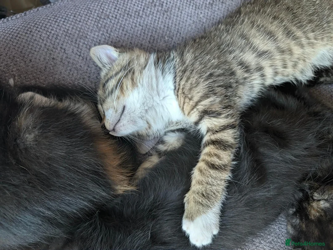 Mixed Breed cats for sale: 4 beautiful kittens ready to go in Braintree - Advert 2