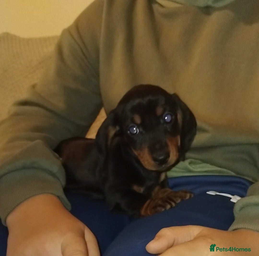 Dachshund dogs for sale: Dachshund puppies - Advert 2