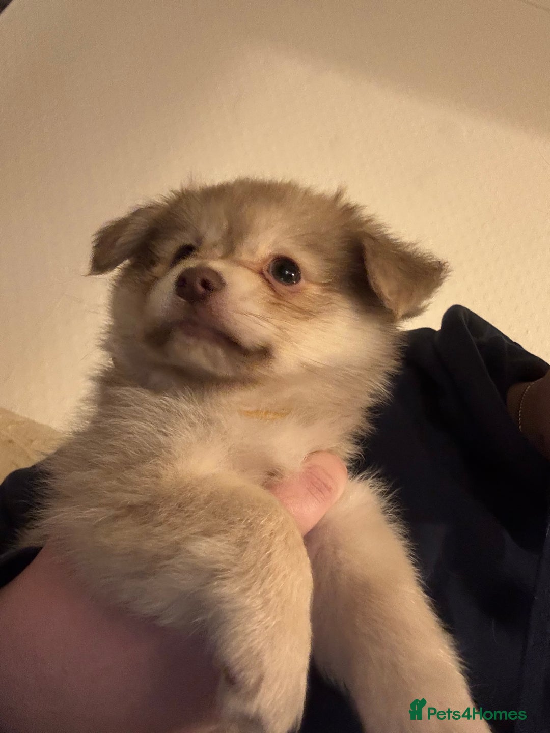 Chihuahua dogs for sale: Only 2 left! Chihuahua x Dachshund Puppies - Advert 5