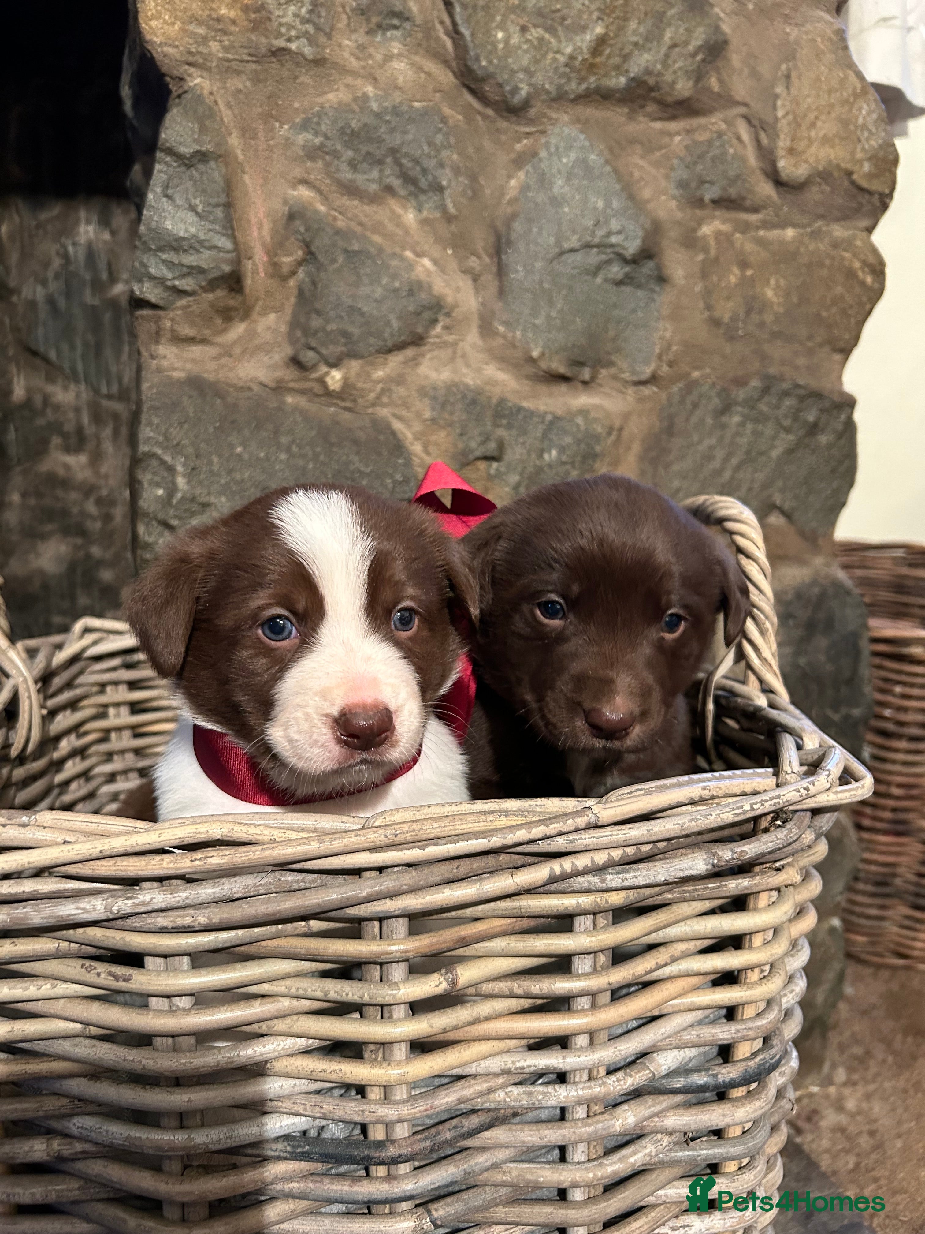 Mixed Breed dogs Ready Now One Female Puppy available  - Advert 9