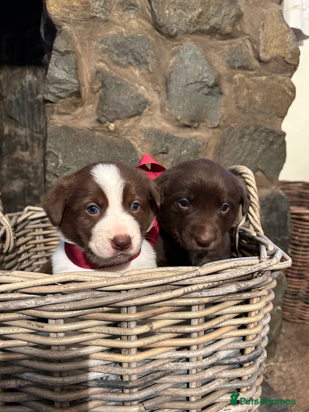 Mixed Breed dogs for sale: Welsh Red Collie x Labrador puppies - Advert 1