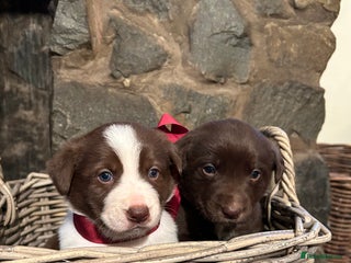 Mixed Breed dogs Welsh Red Collie x Labrador puppies - Advert 5