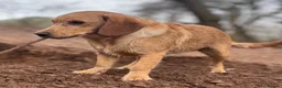 Cockerdor dogs for stud: Gorgeous cockerdor FOR STUD - Advert 14