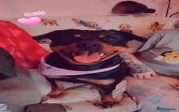 Mixed Breed dogs for sale: Rottweiler x staff 3 years old female - Image 1