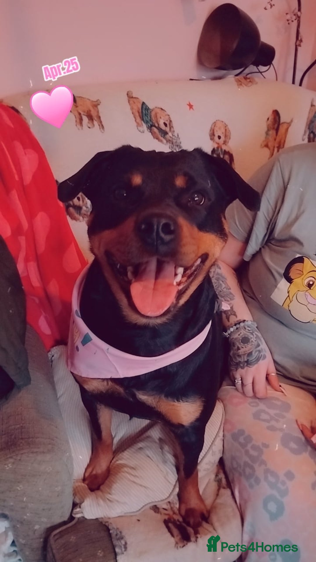 Mixed Breed dogs for sale: Rottweiler x staff 3 years old female - Image 1