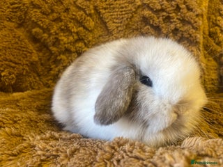 Mini Lop rabbits Mini lops boys - Advert 12