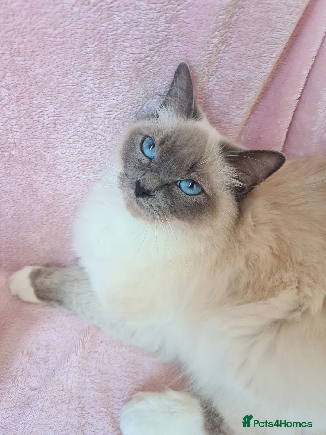 Munchkin cats for sale: Munchkin kittens READY SOON 😍  - Advert 2