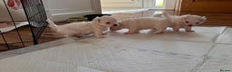 Maltese dogs for sale:  Beautiful maltese - Advert 21