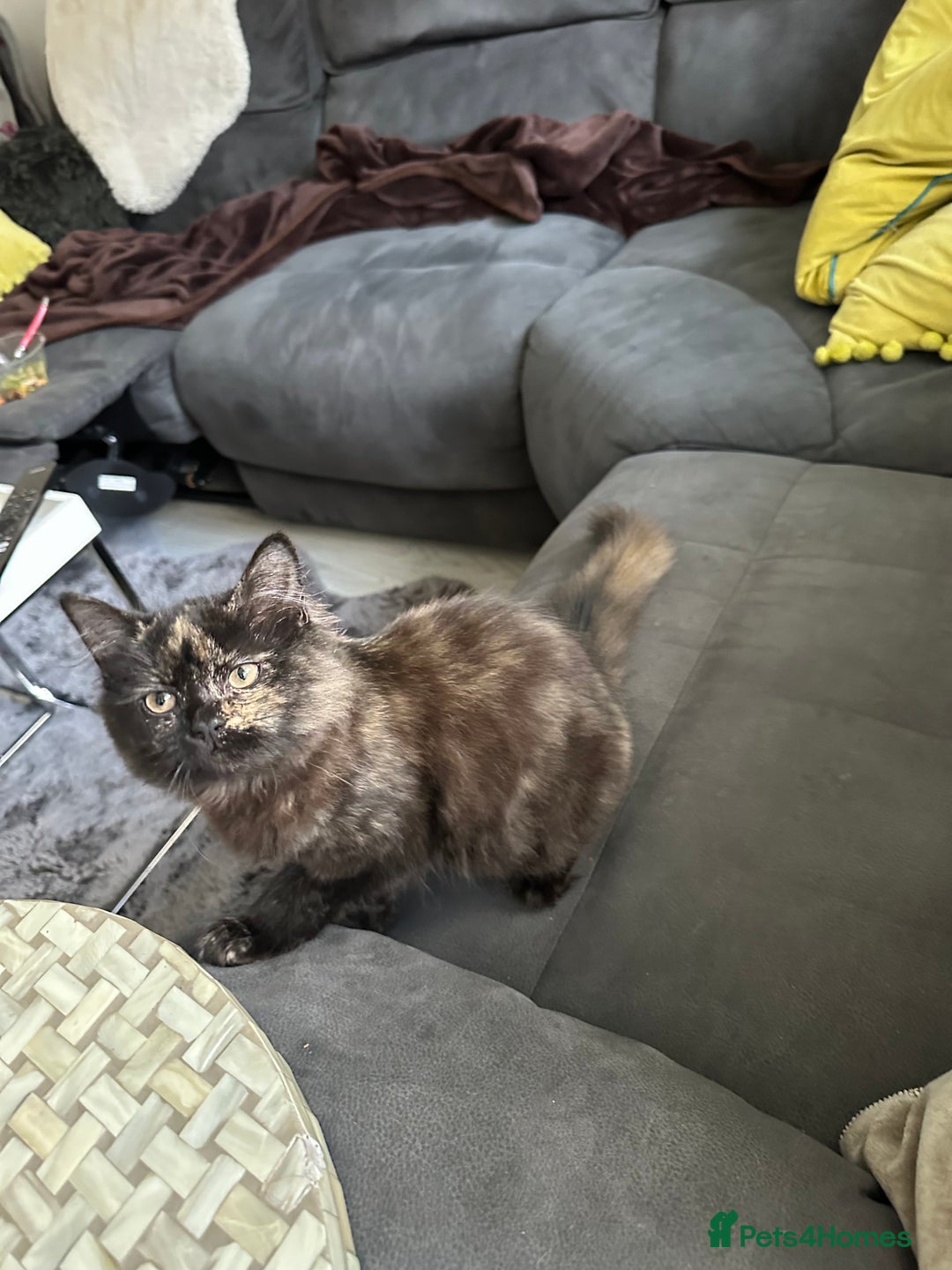 Mixed Breed cats for sale: British Short Hair Cross-Sphinx  - Advert 17