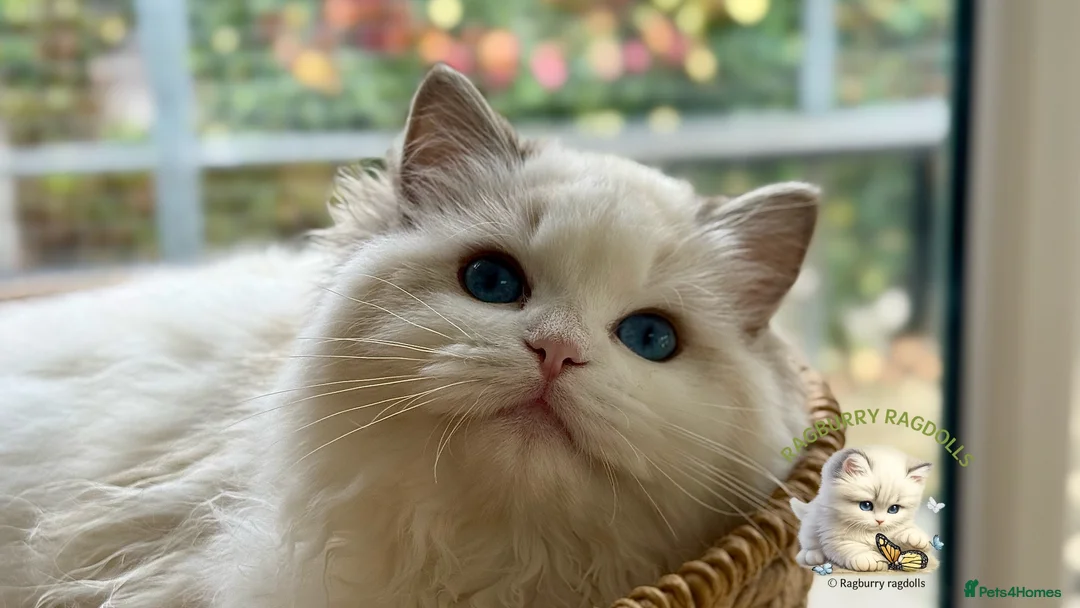 Ragdoll cats for sale: Elegant & stunning kittens  - Advert 2