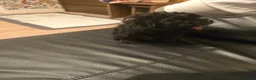 Chipoo dogs for sale: 🐾 Beautiful Chipoo × Micro Asian Poodle Puppies🐾 - Advert 24