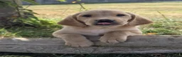 Labrador Retriever dogs for sale: * Beautiful Dna clear KC reg Labrador boys* - Advert 5