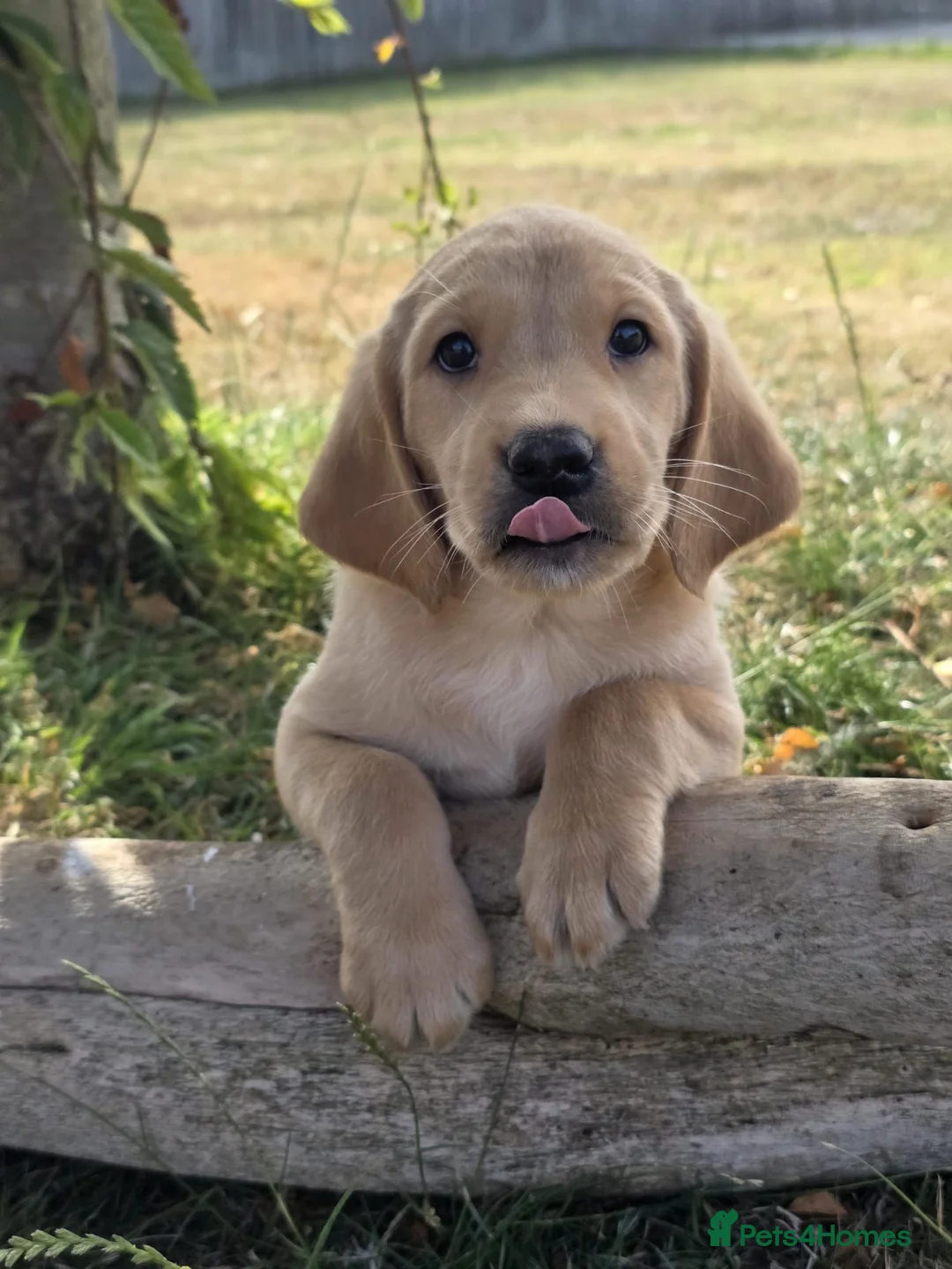Labrador Retriever dogs for sale: * Beautiful Dna clear KC reg Labrador boys* - Advert 9