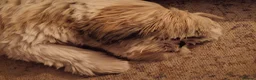 Shih Tzu dogs for stud: Stunning, Compact Boy – Proven Family Temperament  - Advert 3