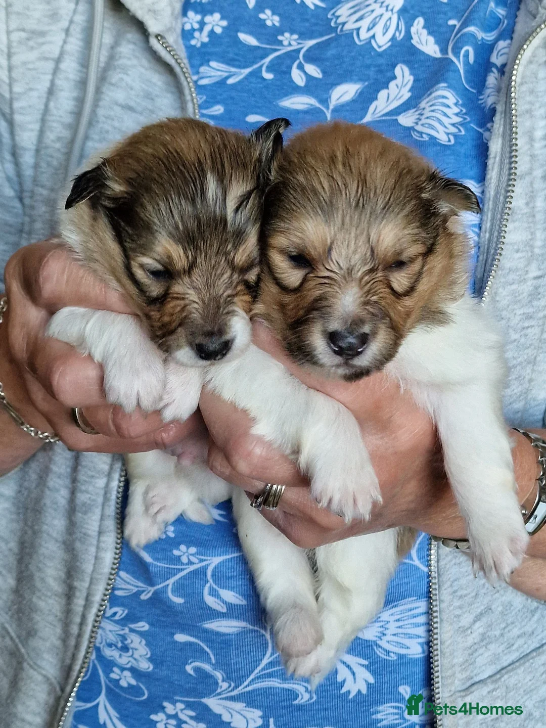 Shetland Sheepdog dogs for sale: Sable/White sheltie male puppies - Advert 8
