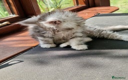 Maine Coon cats for sale: Beautiful maine coon kittens  - Image 14