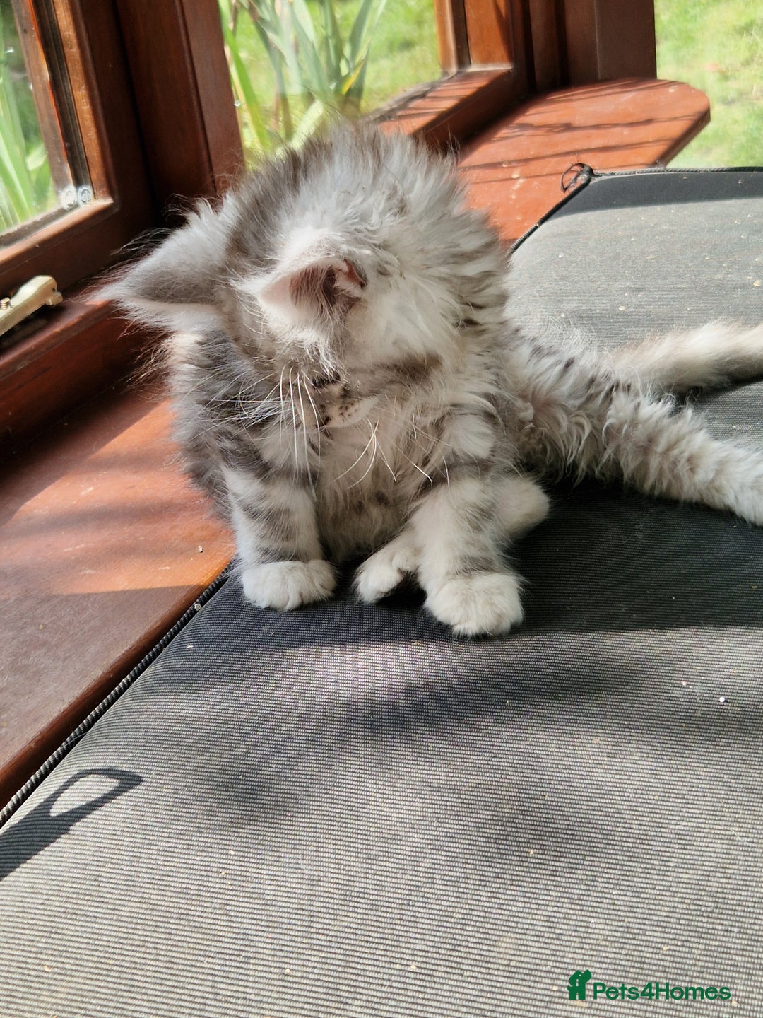 Maine Coon cats for sale: Beautiful maine coon kittens  - Image 14