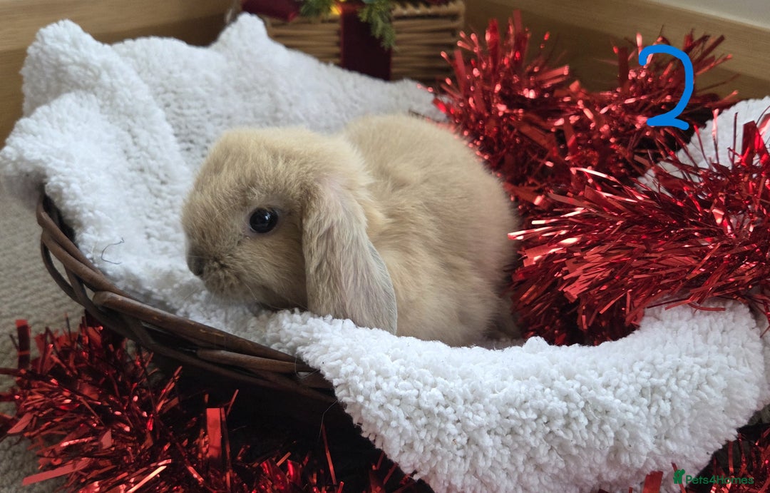 Mini Lop rabbits for sale: Beautiful Baby Purebred Mini Lops - Ready 15th Dec - Advert 4