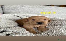 Labradoodle dogs for sale: Red/Apricot Health Tested Miniature Labradoodles - Image 18