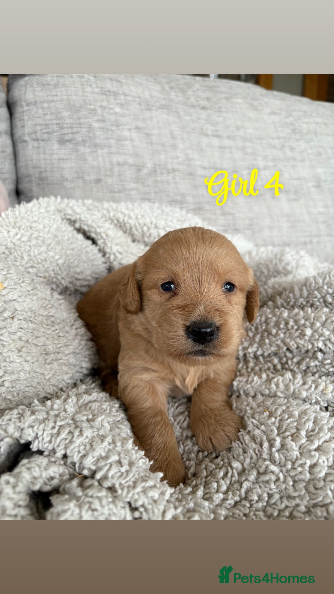 Labradoodle dogs for sale: Red/Apricot Health Tested Miniature Labradoodles - Image 18